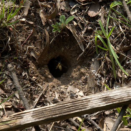 Hive