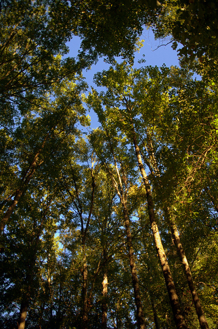 VIV_4591
