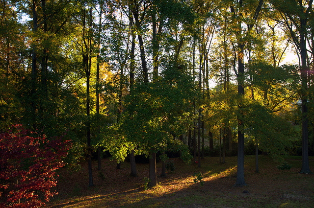 Autumn Morning