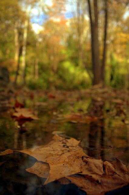 Leaves