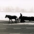 Coal Delivery