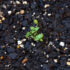 Developing Spring