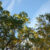 Spring Morning Sky
