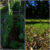 Late Spring Growth