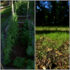 Late Spring Growth