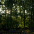 Longed-For Morning