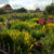 Neighbor’s Garden