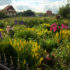 Neighbor’s Garden