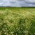 Mixed Field