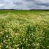 Mixed Field