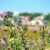 Relativity of Weeds and Flowers