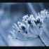 In the Bleak Midwinter