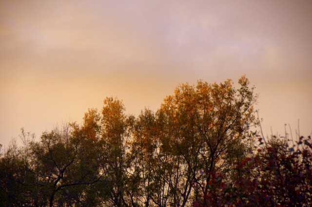 VIV_0406