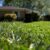 Lawn