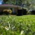 Lawn