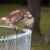 Backyard Visitors