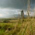 A Walk in the Fields