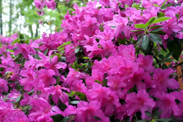 7-DSCF3497