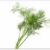 Dill