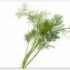 Dill