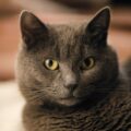 cat lying on the sofa