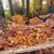 Autumn Sunday