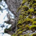 close up of mossy tree trunk in forest