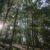 Lens Correction