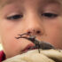 Lucanus elaphus