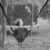 At the Swing