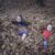 Playing in the Leaves