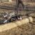 Dog Park