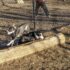 Dog Park