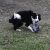 Training Clover