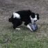 Training Clover