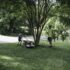 Saturday in the Yard