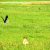 Chasing a Stork