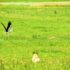 Chasing a Stork