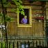 The Neighbor