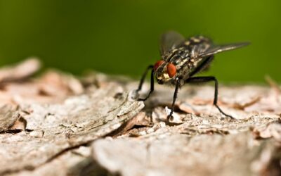 macro shot of a fly