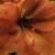 Blossom