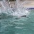 Diving
