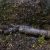 That Log