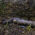 That Log