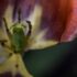 Day 10, Part 2: Blooms and Games