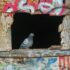 Birds and Testing