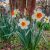 Spring Arrives