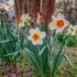 Spring Arrives