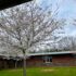 Spring at School