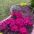Spring Flowers